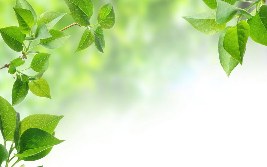 Fresh Green Leaves on Branches with Soft Blurred Background HD wallpaper