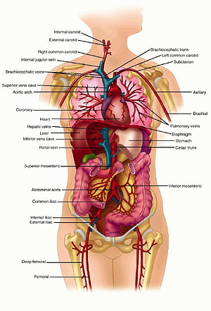 Anatomical Diagram of the Human Circulatory System with Labeled Arteries and Veins, Human Body Parts, Human Body Parts png , ClipArts on Clipart Library, parts of the body HD phone wallpaper