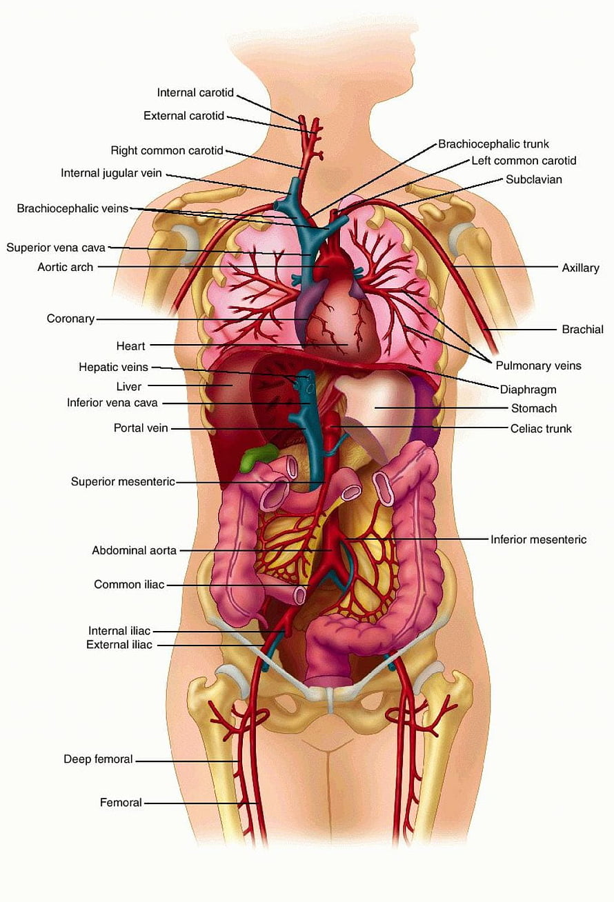 Anatomical Diagram of the Human Circulatory System with Labeled Arteries and Veins, Human Body Parts, Human Body Parts png , ClipArts on Clipart Library, parts of the body HD phone wallpaper