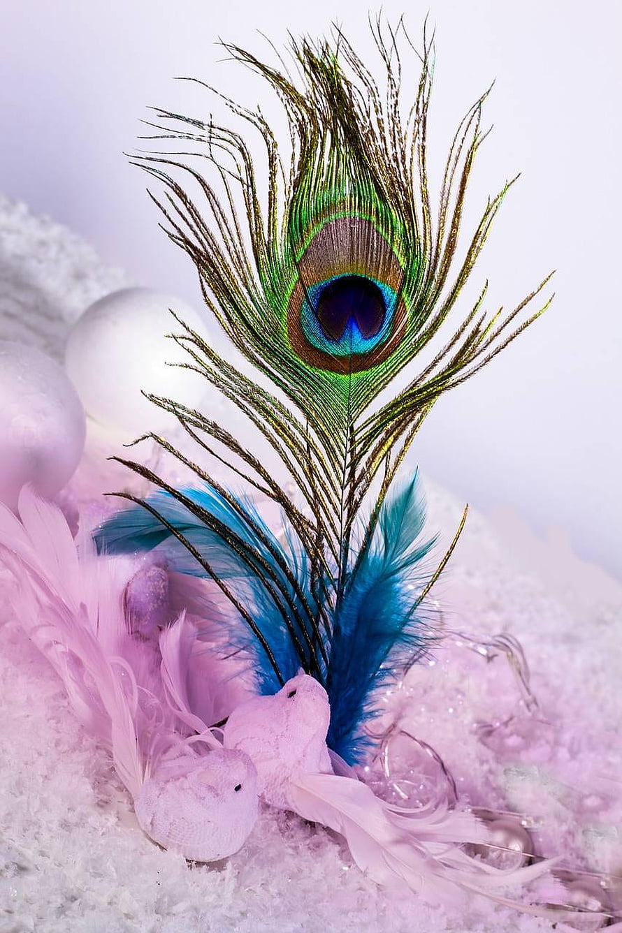 Iridescent Peacock Feather with Blue and Pink Feathers on White Snowy Background HD phone wallpaper