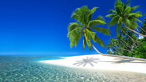 Seychelles Tropical Beach with Leaning Palm Trees and Crystal Clear Turquoise Water HD wallpaper