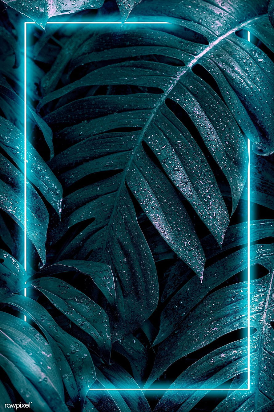 Monstera Leaves with Cyan Neon Frame and Water Droplets HD phone wallpaper