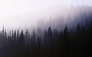 Misty Pine Forest Landscape With Foggy Mountain Trees And Ethereal Atmosphere HD wallpaper