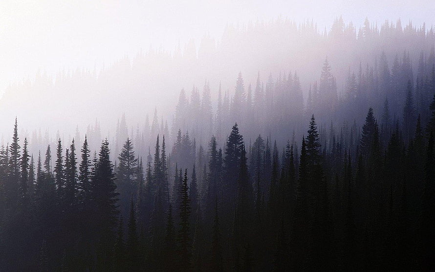 Misty Pine Forest Landscape With Foggy Mountain Trees And Ethereal Atmosphere HD wallpaper
