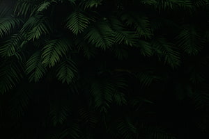 Dark Tropical Palm Leaves Against Black Background HD wallpaper