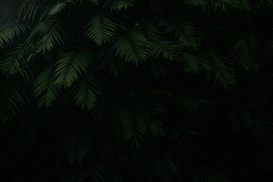 Dark Tropical Palm Leaves Against Black Background HD wallpaper