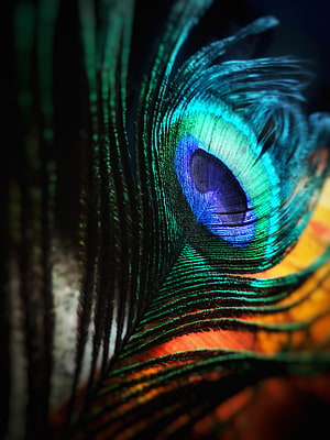 Close-Up of Vibrant Peacock Feather with Iridescent Blue and Green Eye Pattern HD phone wallpaper
