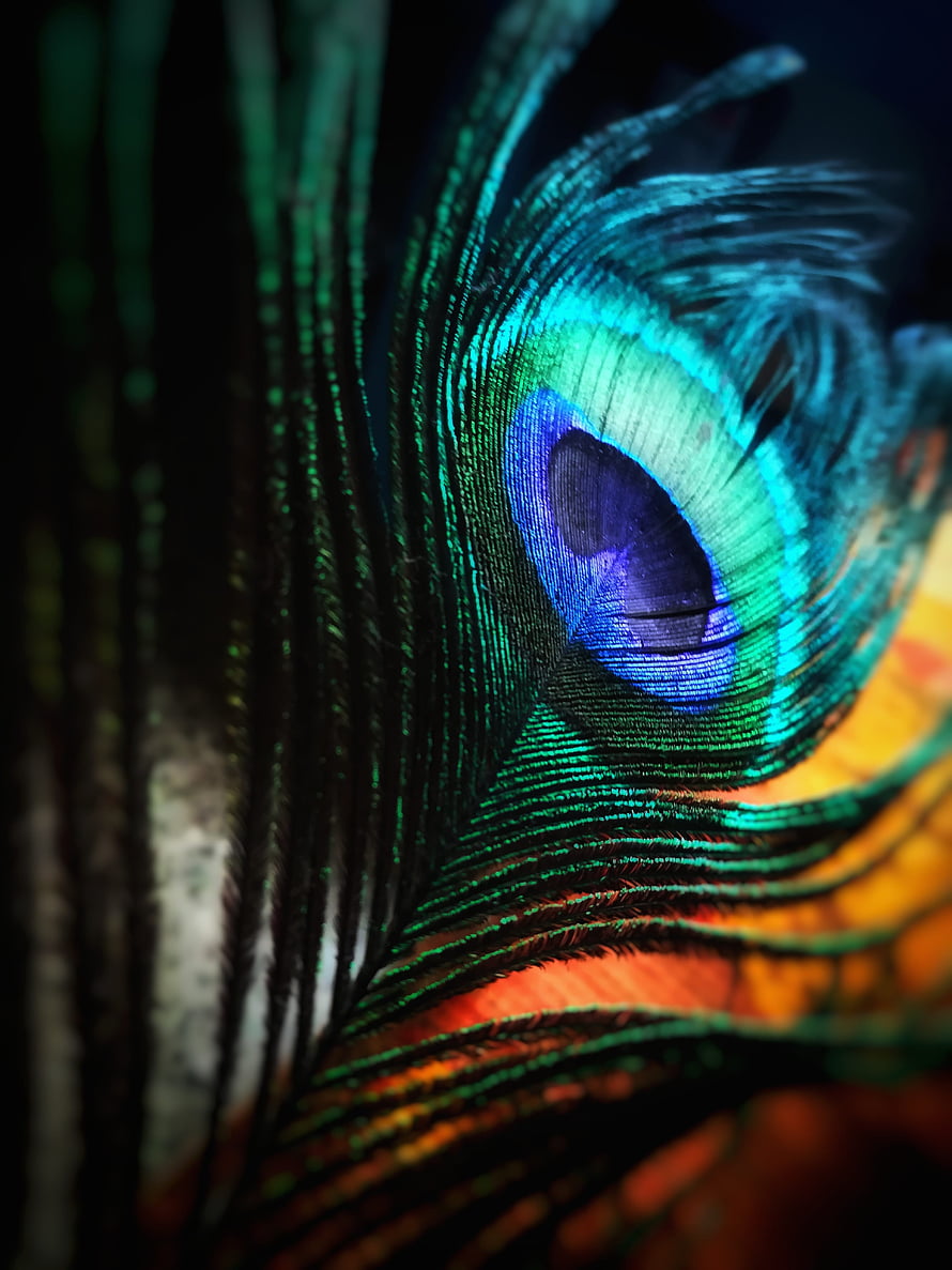 Close-Up of Vibrant Peacock Feather with Iridescent Blue and Green Eye Pattern HD phone wallpaper