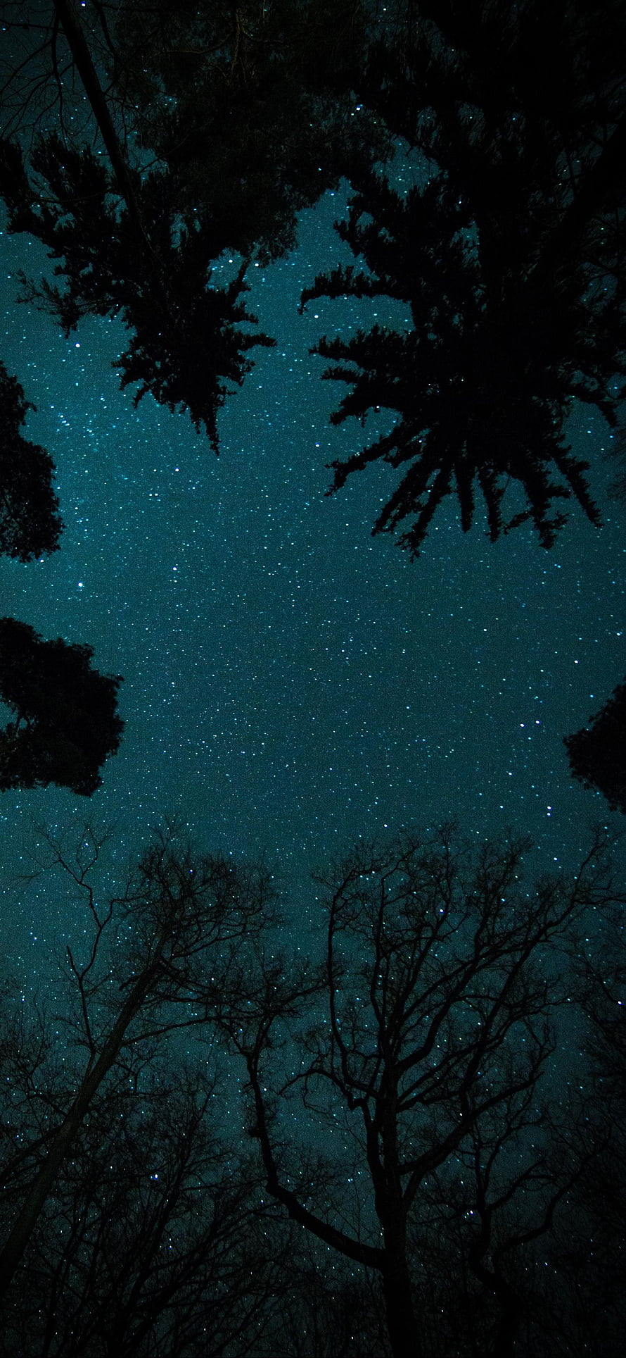 Starry Night Sky Through Silhouetted Forest Trees HD phone wallpaper