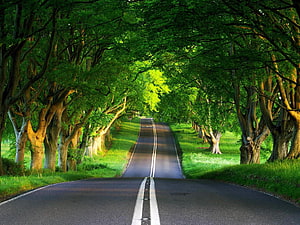 Serene Tree-Lined Country Road with Lush Green Canopy and Sunlit Path HD wallpaper