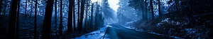 Misty Forest Road at Dusk with Snow and Tall Pine Trees HD wallpaper