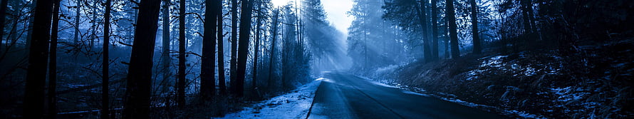Misty Forest Road at Dusk with Snow and Tall Pine Trees HD wallpaper
