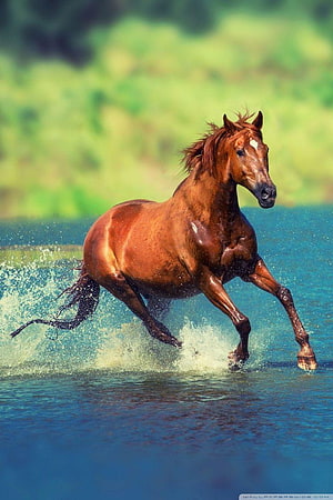 Majestic Chestnut Horse Galloping Through Shallow Blue Water HD phone wallpaper
