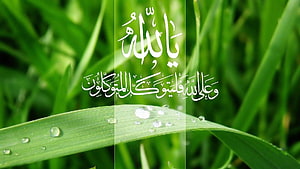 Islamic Calligraphy on Green Grass with Dew Drops HD wallpaper