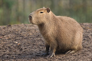 Capybara Standing on Dirt Mound in Natural Habitat HD wallpaper