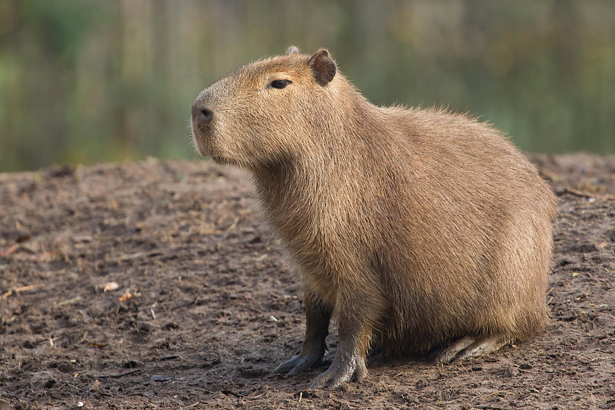 Capybara Standing on Dirt Mound in Natural Habitat HD wallpaper