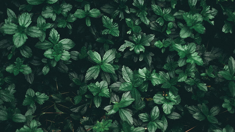 Dark Green Leafy Ground Cover Nature Texture HD wallpaper