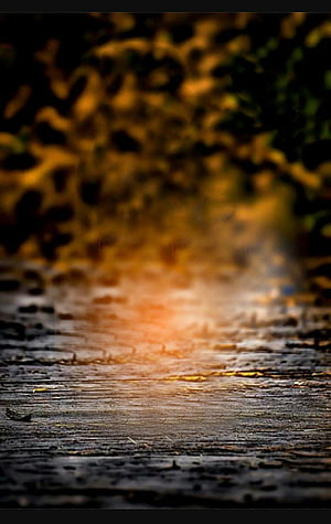 Sunlight streaming through autumn leaves onto a wet wooden surface HD phone wallpaper