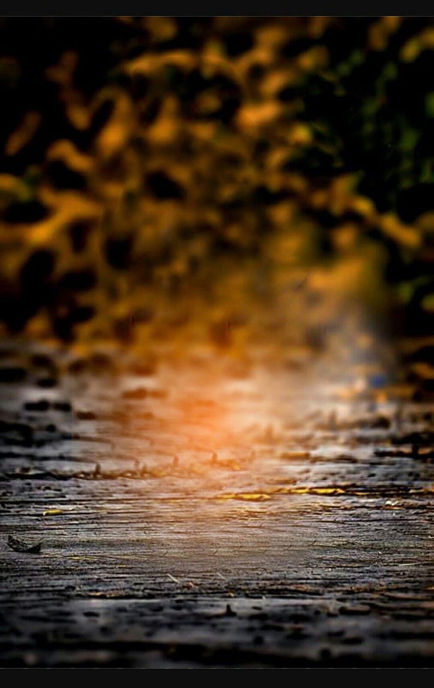 Sunlight streaming through autumn leaves onto a wet wooden surface HD phone wallpaper