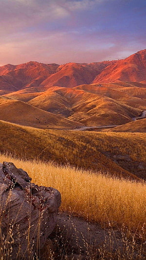 Golden rolling hills at sunset with dry grass and distant mountains HD phone wallpaper