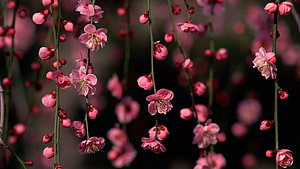 Delicate Pink Plum Blossoms on Slender Branches Against a Dark Blurred Background HD wallpaper