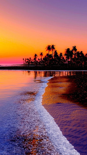 Tropical Beach Sunset with Silhouetted Palm Trees and Calm Ocean Waves HD phone wallpaper