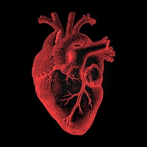 Red Anatomical Heart Illustration With Intricate Line Art On Black Background HD phone wallpaper