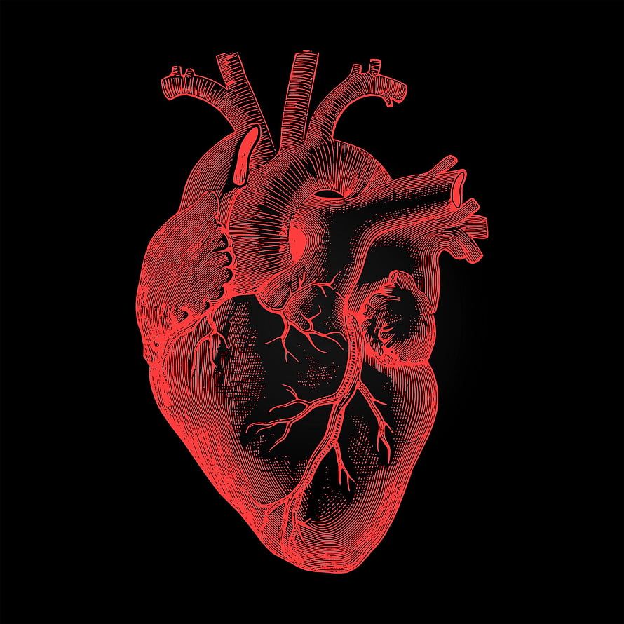 Red Anatomical Heart Illustration With Intricate Line Art On Black Background HD phone wallpaper