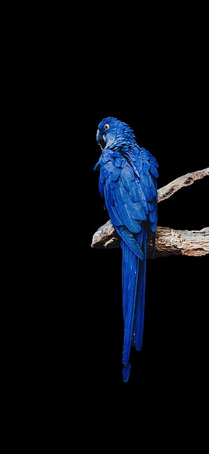 Hyacinth Macaw Perched on Branch Against Black Background HD phone wallpaper