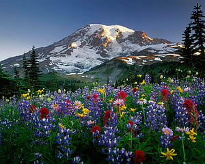 Vibrant Wildflower Meadow with Snow-Capped Mountain Peak and Evergreen Forest HD wallpaper