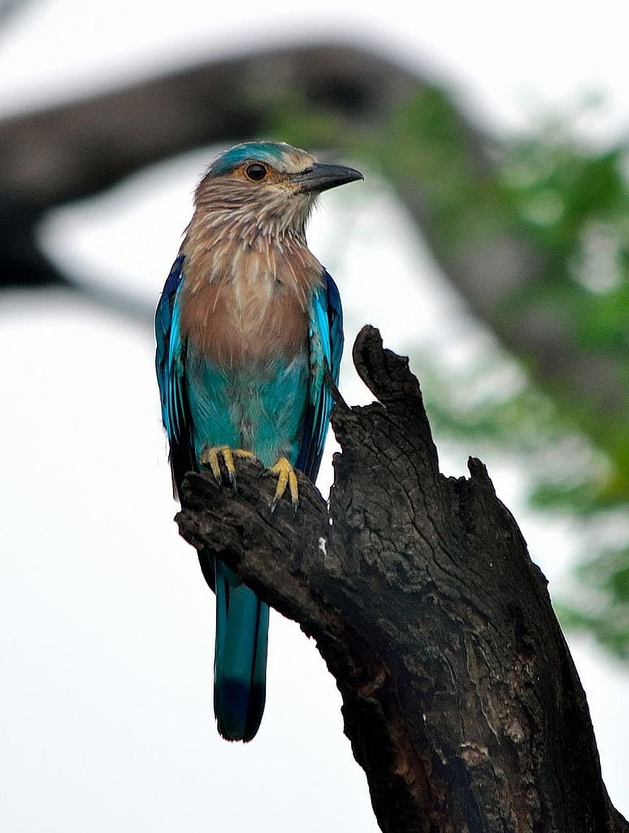 Indian Roller Perched on Weathered Branch with Turquoise Plumage HD phone wallpaper
