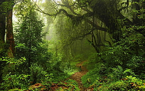 Mystical Forest Path With Sunbeams And Lush Green Mossy Trees HD wallpaper