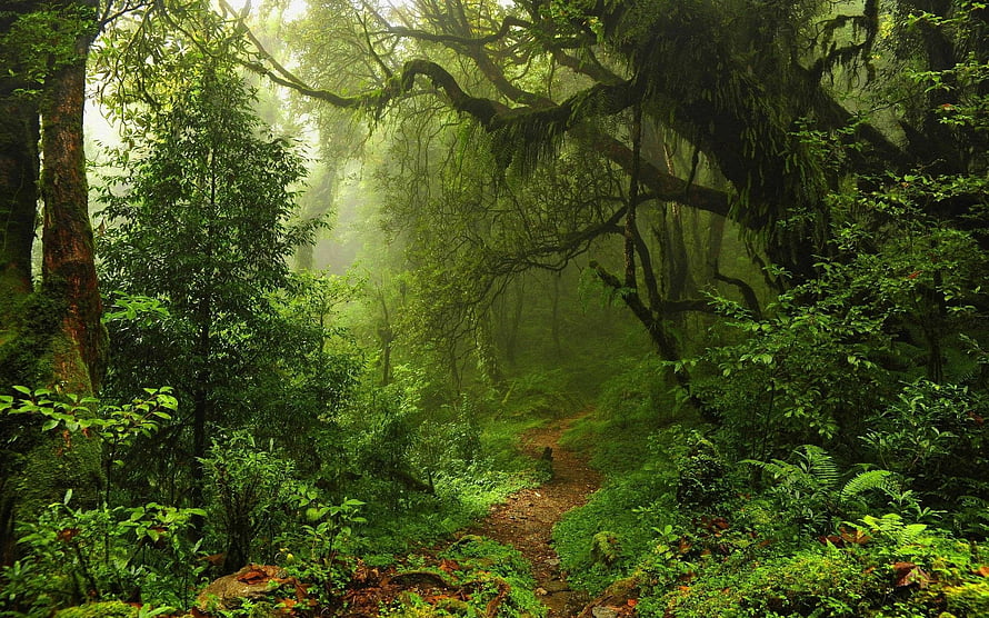 Mystical Forest Path With Sunbeams And Lush Green Mossy Trees HD wallpaper