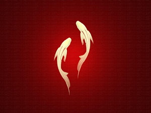Two White Koi Fish Swimming in a Circle on a Deep Red Background HD wallpaper