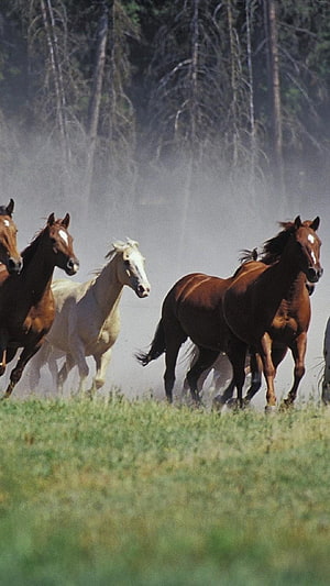 Wild Horses Galloping Through Dusty Meadow With Forest Backdrop HD phone wallpaper