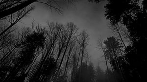 Eerie Black And White Forest Silhouette With Tall Bare Trees Against A Foggy Sky HD wallpaper
