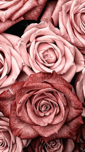 Vintage Dusty Rose Floral Background With Soft Pink And Deep Red Petals HD phone wallpaper