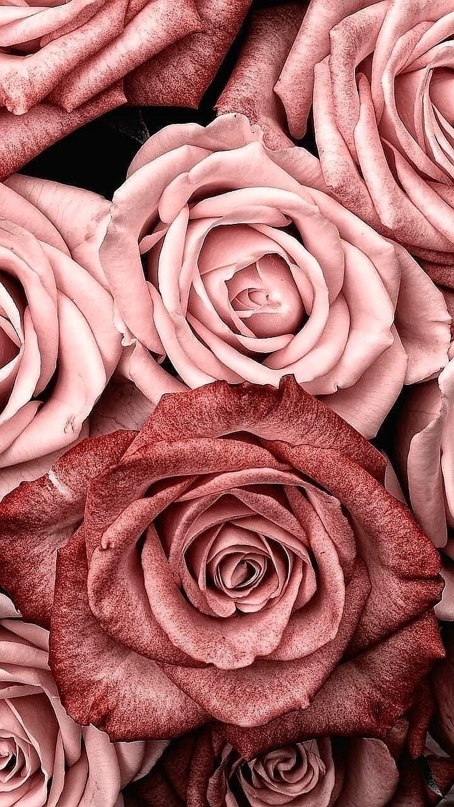 Vintage Dusty Rose Floral Background With Soft Pink And Deep Red Petals HD phone wallpaper