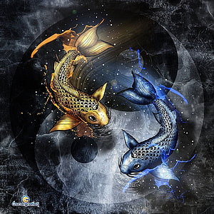 Golden and Blue Koi Fish Forming a Yin Yang Symbol in a Cosmic Setting HD phone wallpaper
