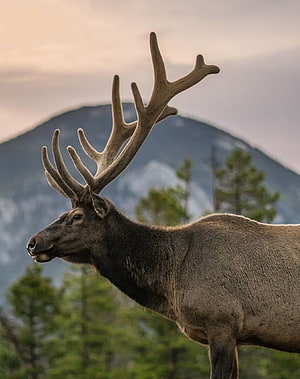 Majestic Bull Elk with Large Antlers Standing in Mountainous Wilderness at Dusk HD phone wallpaper