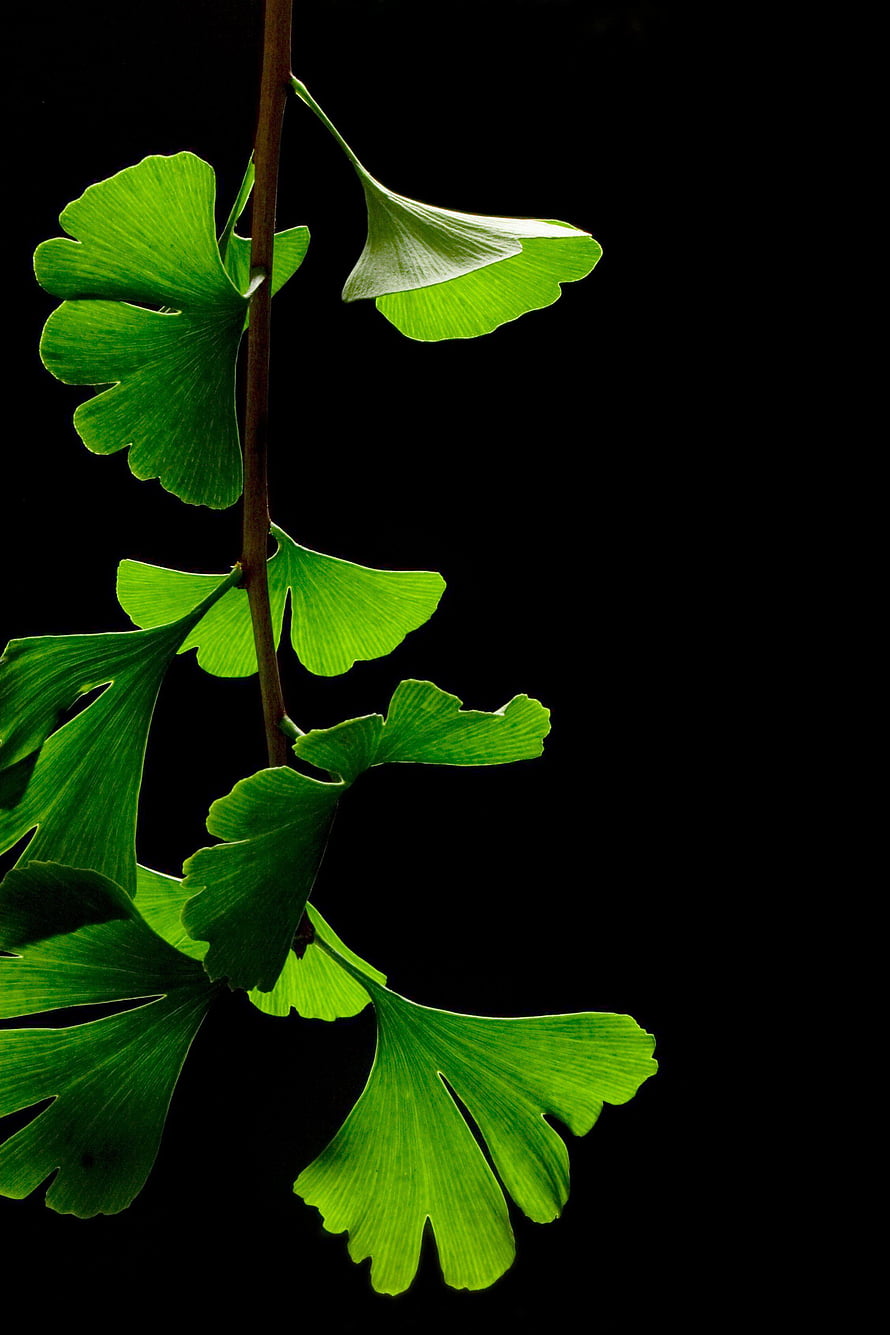 Vibrant Green Ginkgo Biloba Leaves on a Dark Black Background HD phone wallpaper