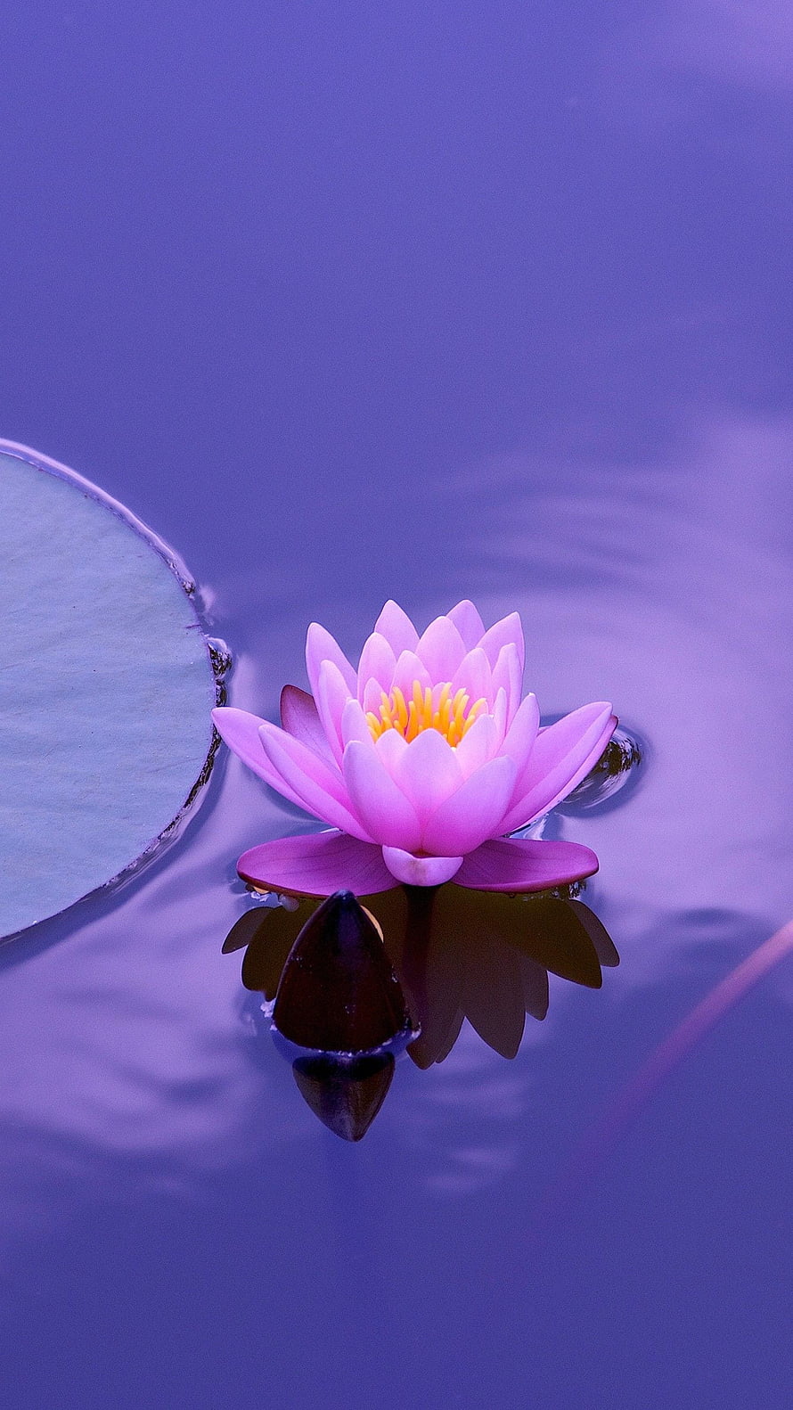 Pink Lotus Flower Blooming on Calm Purple Water with Lily Pad and Reflection HD phone wallpaper