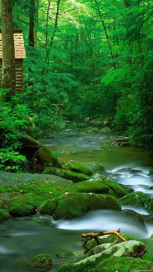 Serene Forest Stream with Mossy Rocks and Wooden Cabin HD phone wallpaper