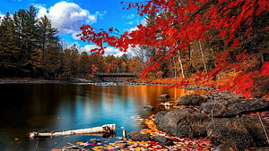 Vibrant Red Maple Leaves Overlooking a Serene River with a Bridge in Autumn HD wallpaper