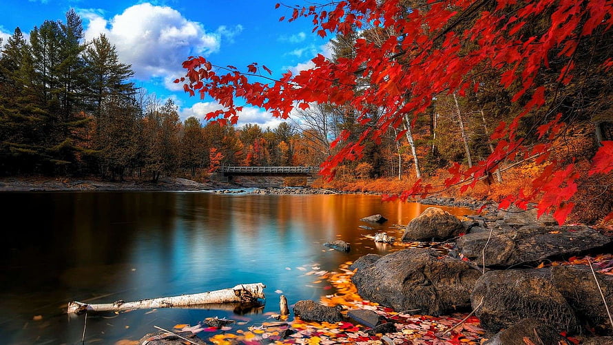 Vibrant Red Maple Leaves Overlooking a Serene River with a Bridge in Autumn HD wallpaper
