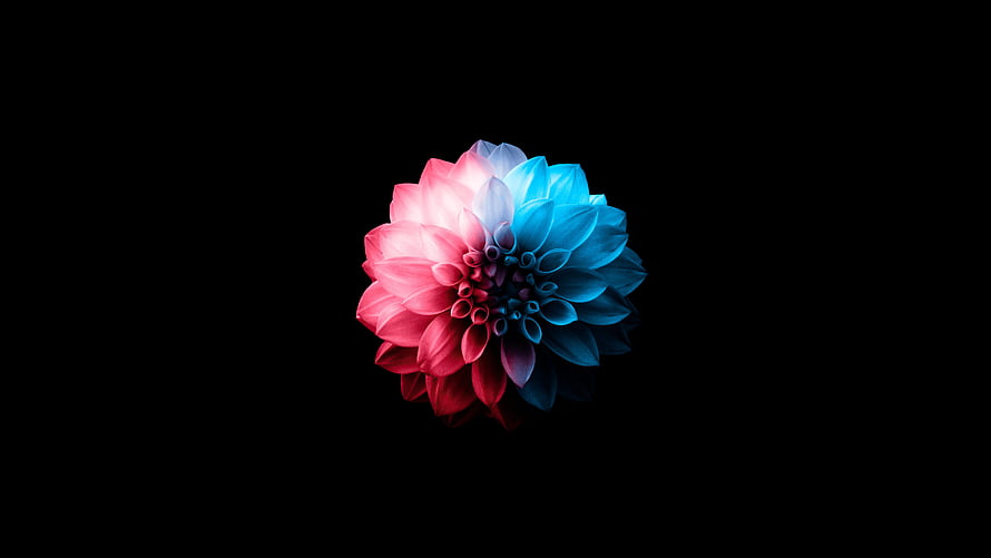 Neon Dual-Tone Dahlia Flower on Black OLED Background HD wallpaper