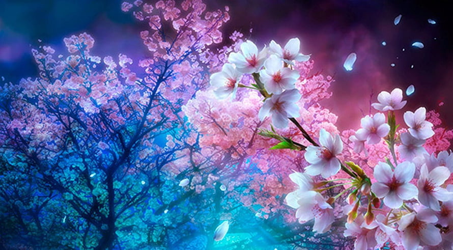 Dark Cherry Blossom Tree with Pink and White Flowers in a Dreamy Nighttime Setting HD wallpaper