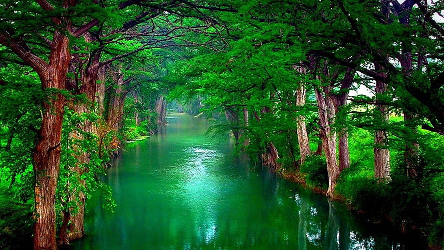 Serene Green Forest River Lined With Tall Trees And Lush Foliage HD wallpaper