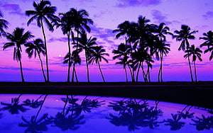 Tropical Palm Tree Silhouettes Against a Vibrant Purple Sunset Sky with Water Reflection HD wallpaper