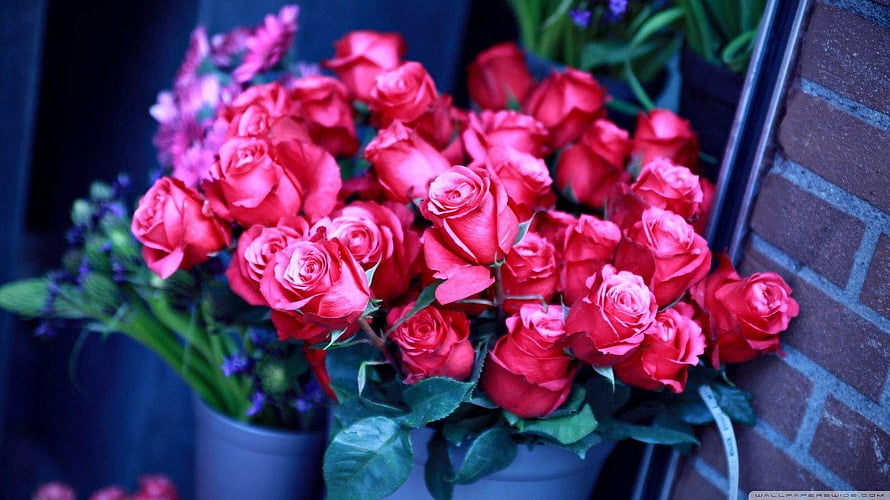 Vibrant bouquet of red roses in a grey pot against a brick wall with purple flowers HD wallpaper